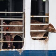 live animal export