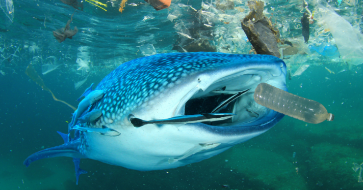Marine life surrounded by plastic pollution