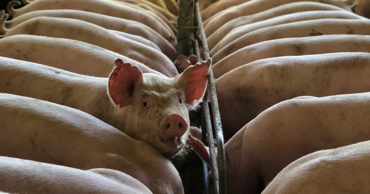 top pork producing states