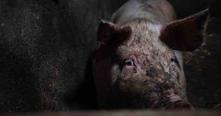 pig covered in mud in dark barn