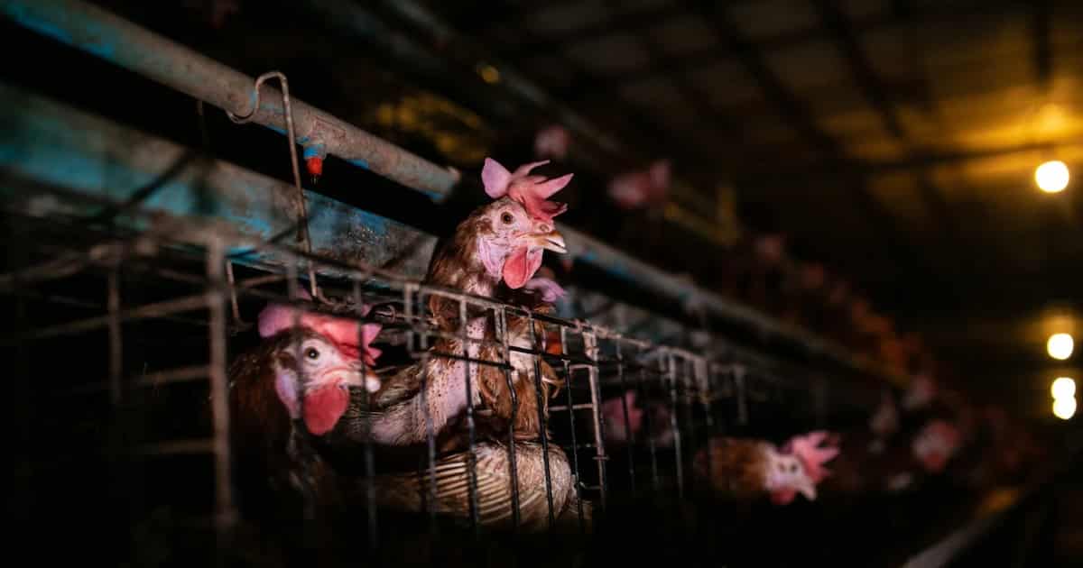 GMO Chicken: Are Chickens Genetically Modified?