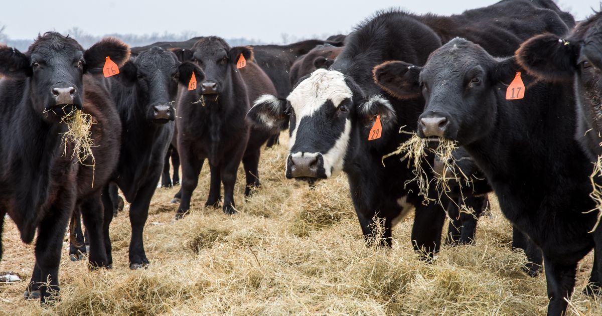 Why Is Cattle Farming Bad for the Environment?