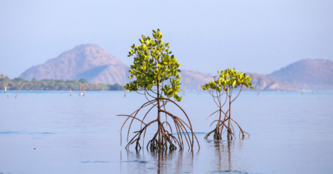 Mangroves in Indonesia