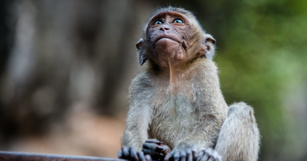 Growing Human Cells in Monkey Embryos Is Problematic—But Not for the ...