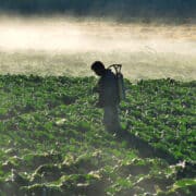 sustainable agriculture