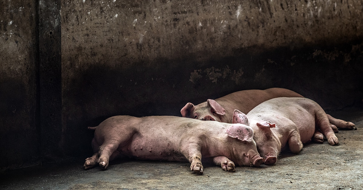 Young pigs at an industrial farm.