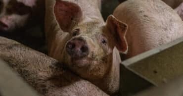young pigs in compact pens at industrial farming facility
