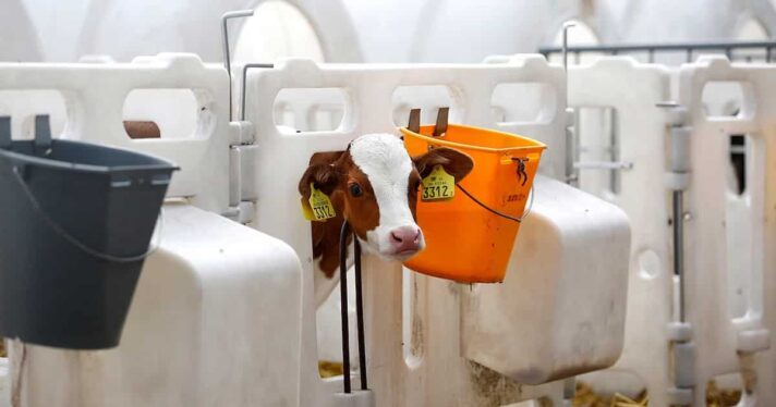 calf in plasti cage at dairy farm