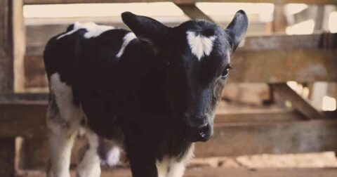 calf inside a barn