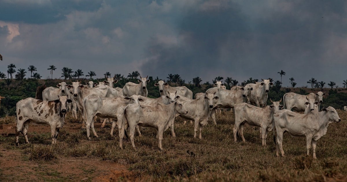 Cattle on a farm as fires burn in the background near the city of União Bandeirantes in the state of Rondônia