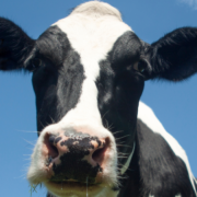 A closeup of a cow's face