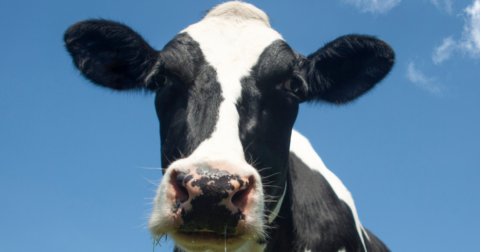 A closeup of a cow's face