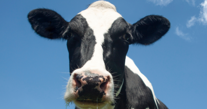 A closeup of a cow's face