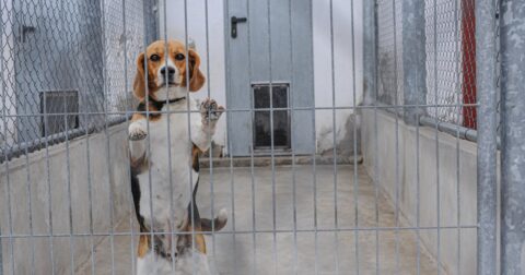 A purpose bred beagle at a veterinary school.
