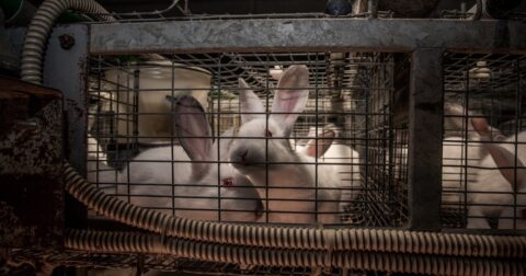 Two white rabbits in a cage at a factory farm in Italy