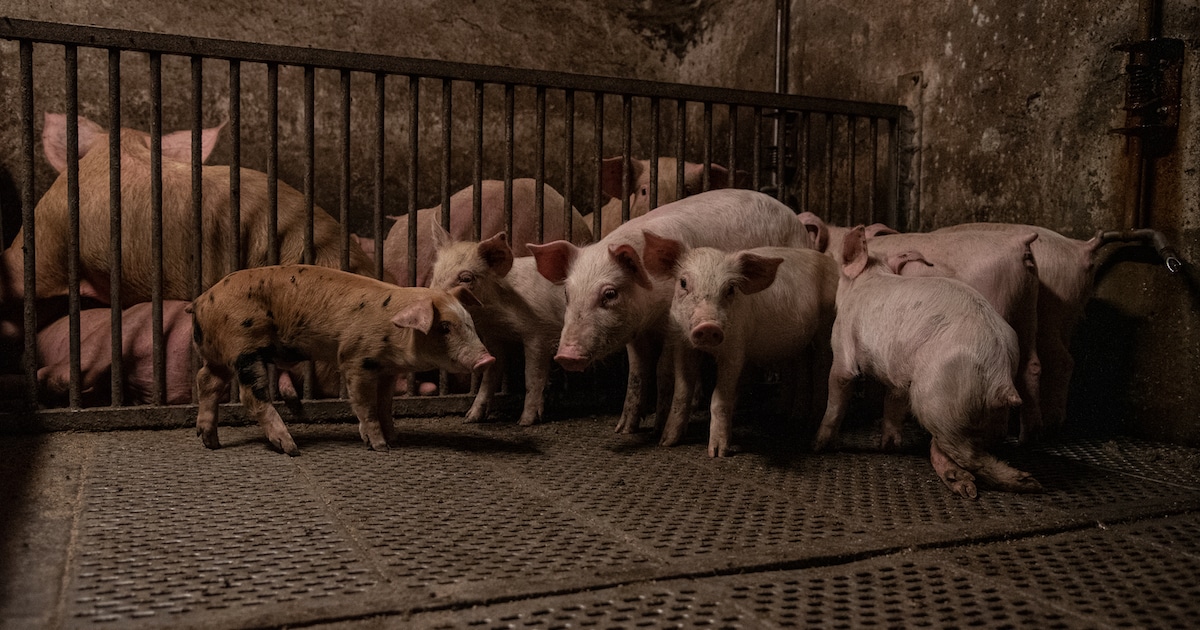 A group of piglets in a pen at a farm in Italy