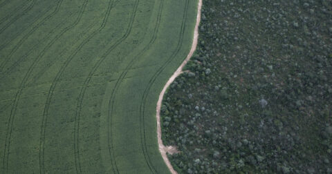 Cerrado deforestation by Soybean Plantation