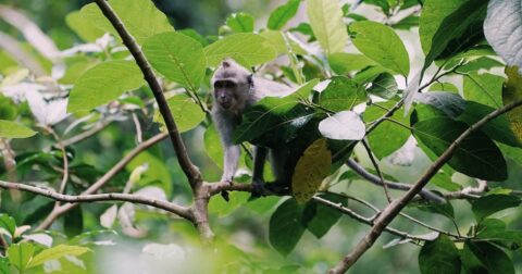 monkey among the branches of a tree
