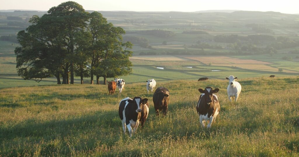 How Long Do Cows Live Naturally