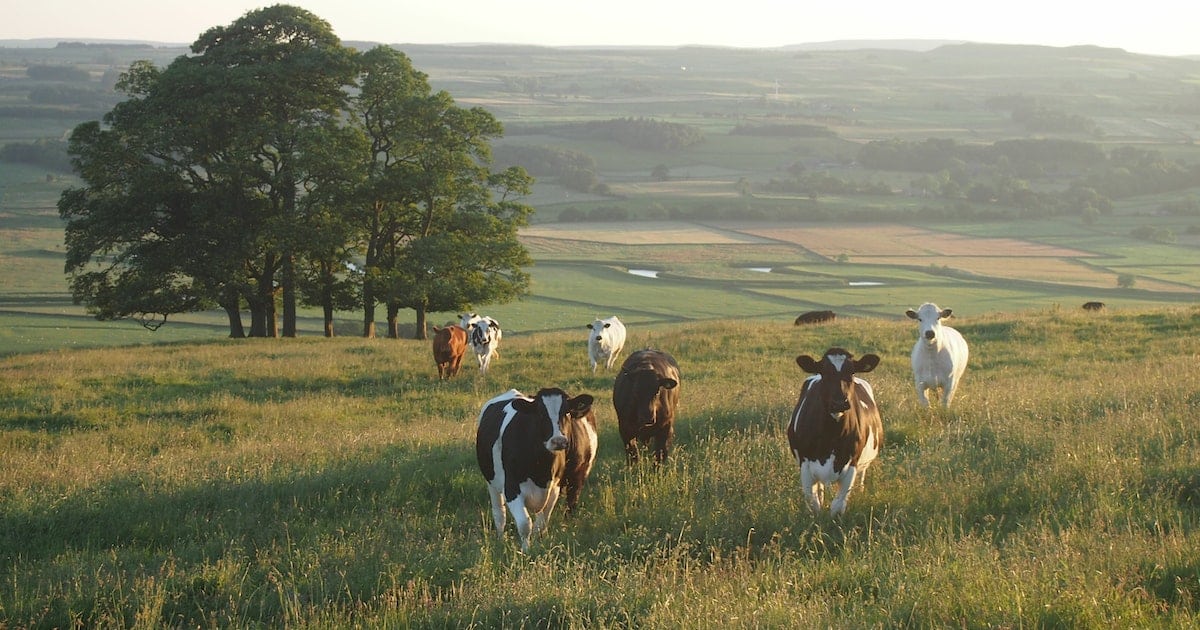 How long can cows live to