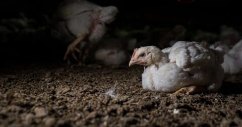 A broiler chicken laying down inside a factory farm in Italy