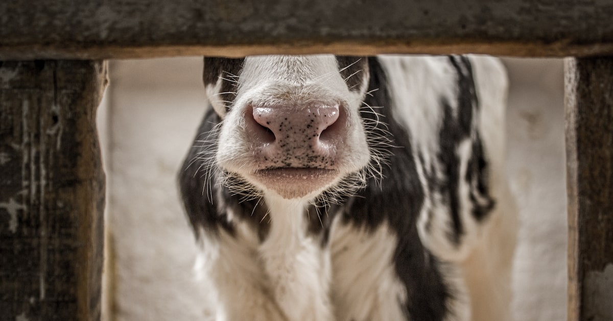 Close up of a calf sequestered in a stall at a dairy farm in Chile.