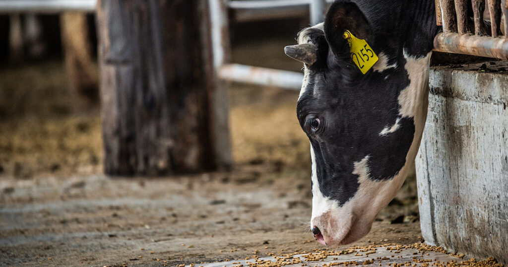 dairy farmer