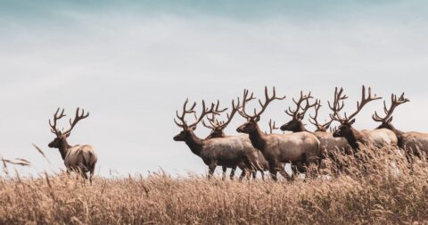Group of elk in a field