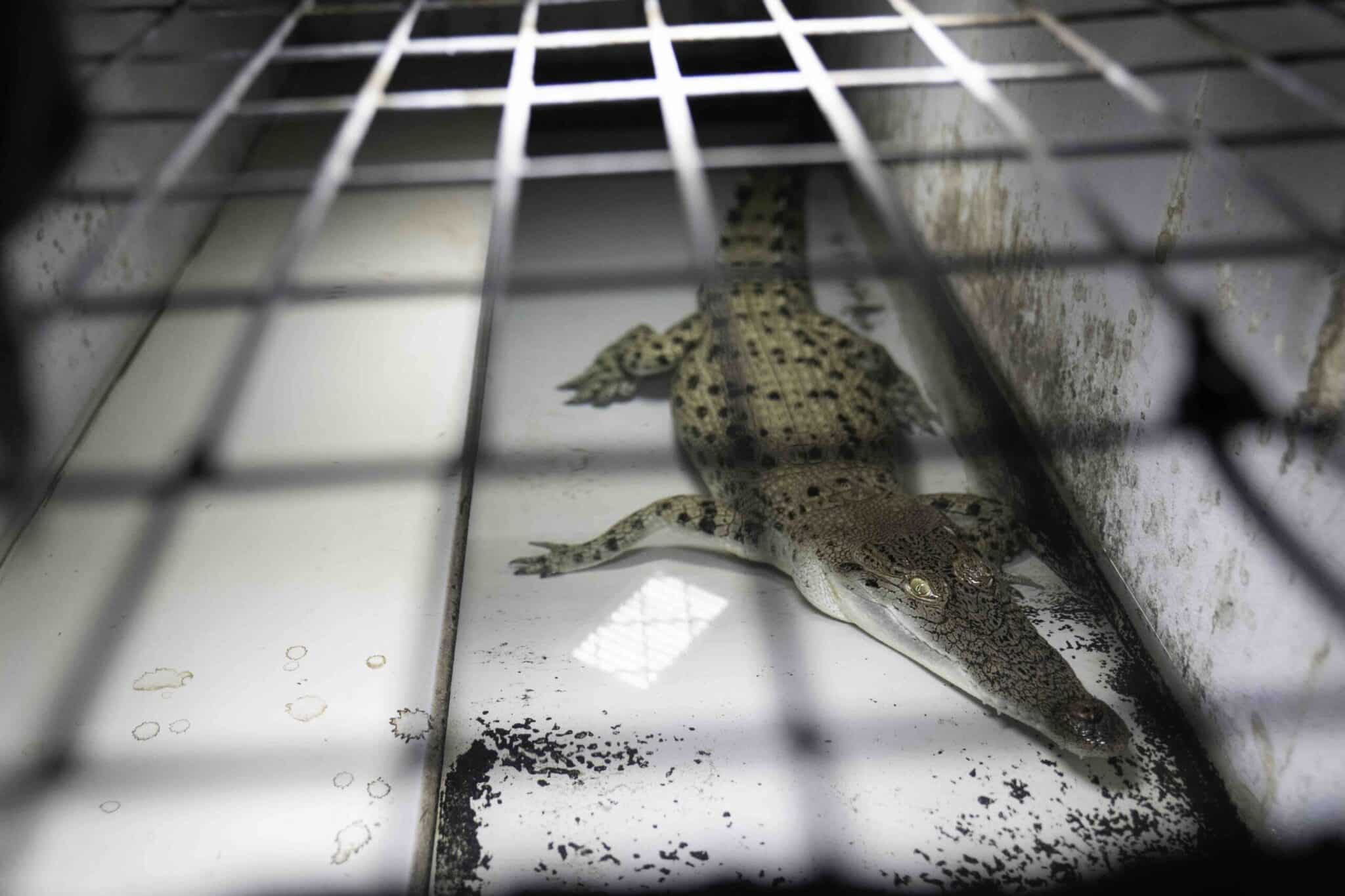 The suffering of crocodiles at leather farms for Hermes bags into exposed  in video