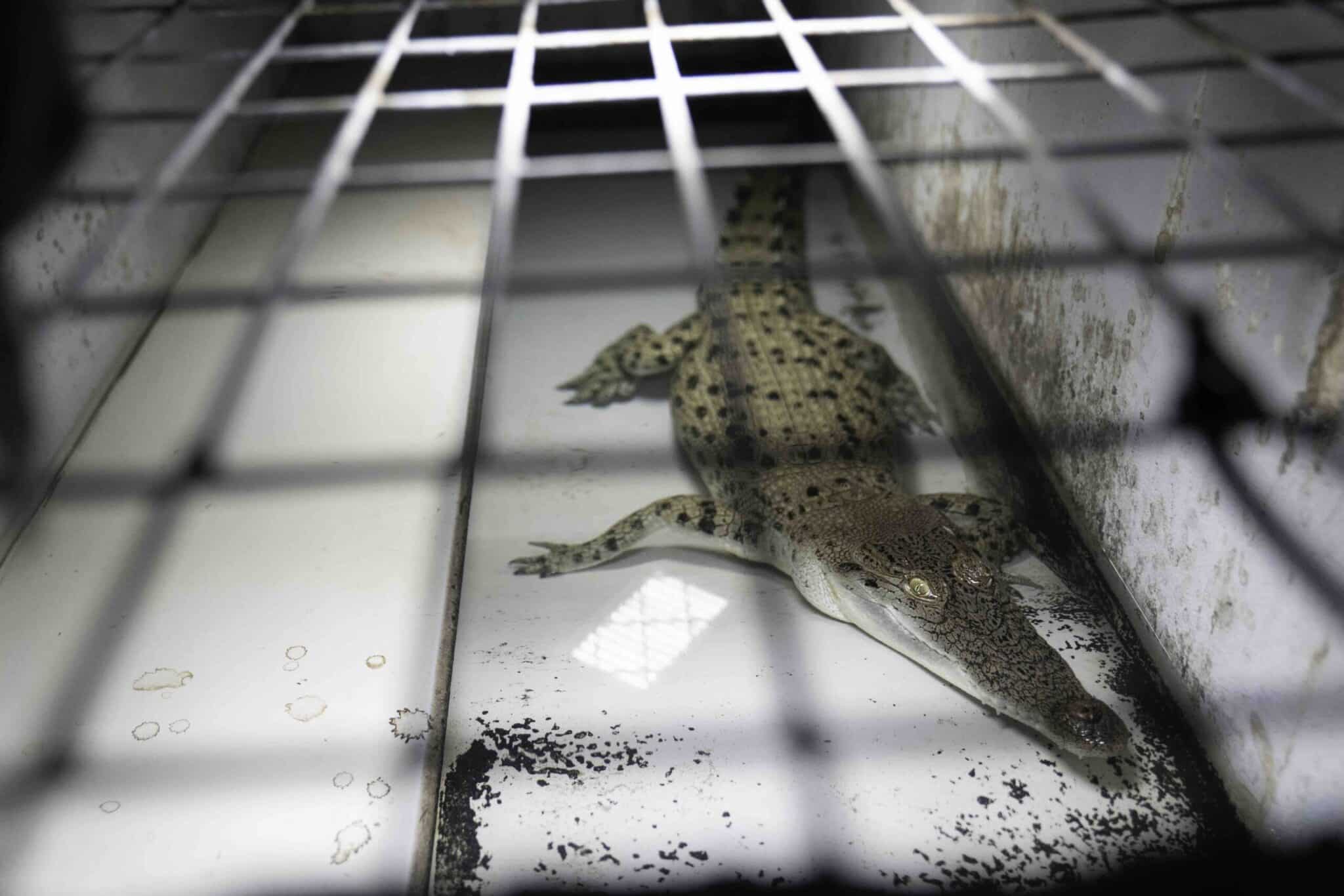 Undercover Investigators Expose Atrocities on Alligator Farms that