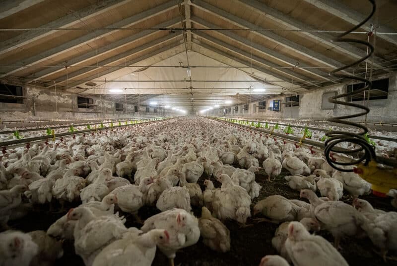 Poultry Farming What Is It and Why Is Poultry Farming Bad?
