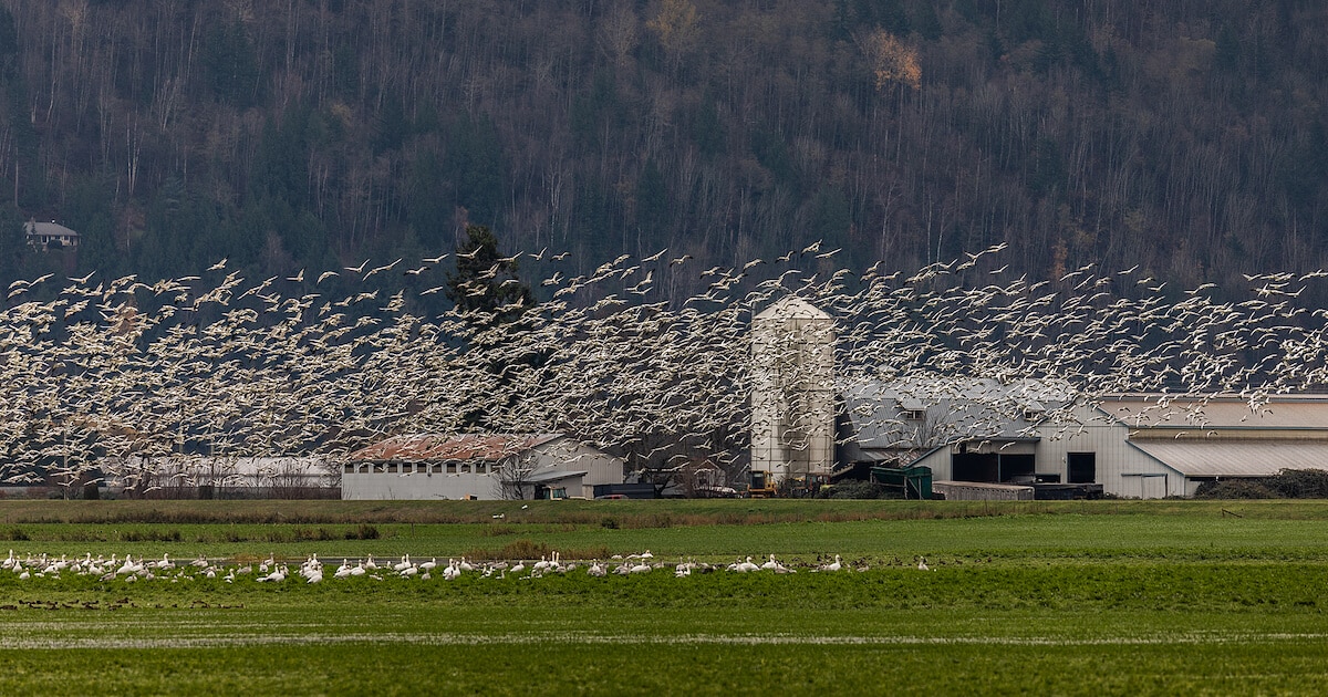 It May Not Smell Great, but Dust From Dairy Farms Could Have