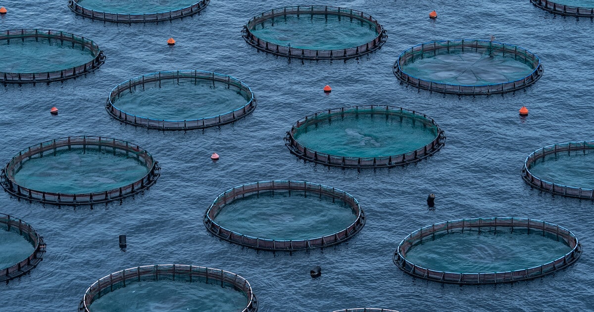 Fish Farmer What Is It What Do They Do And What Is Their Salary 