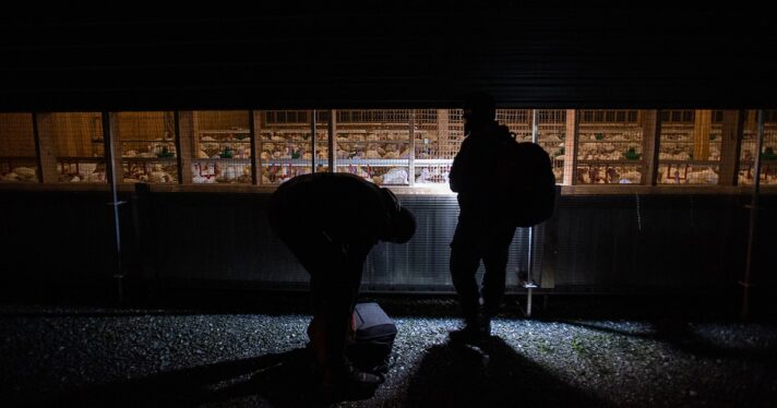 Investigators and filmmakers enter a turkey farm to document the animals and the conditions.
