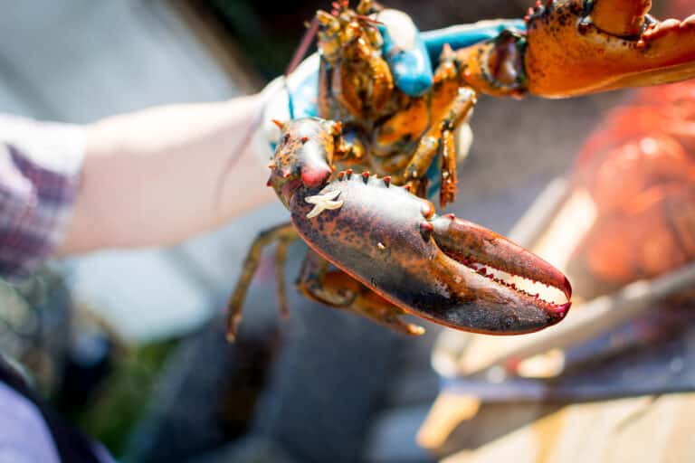 Do Lobsters Feel Pain When Boiled, and Why Do People Cook Them Alive?