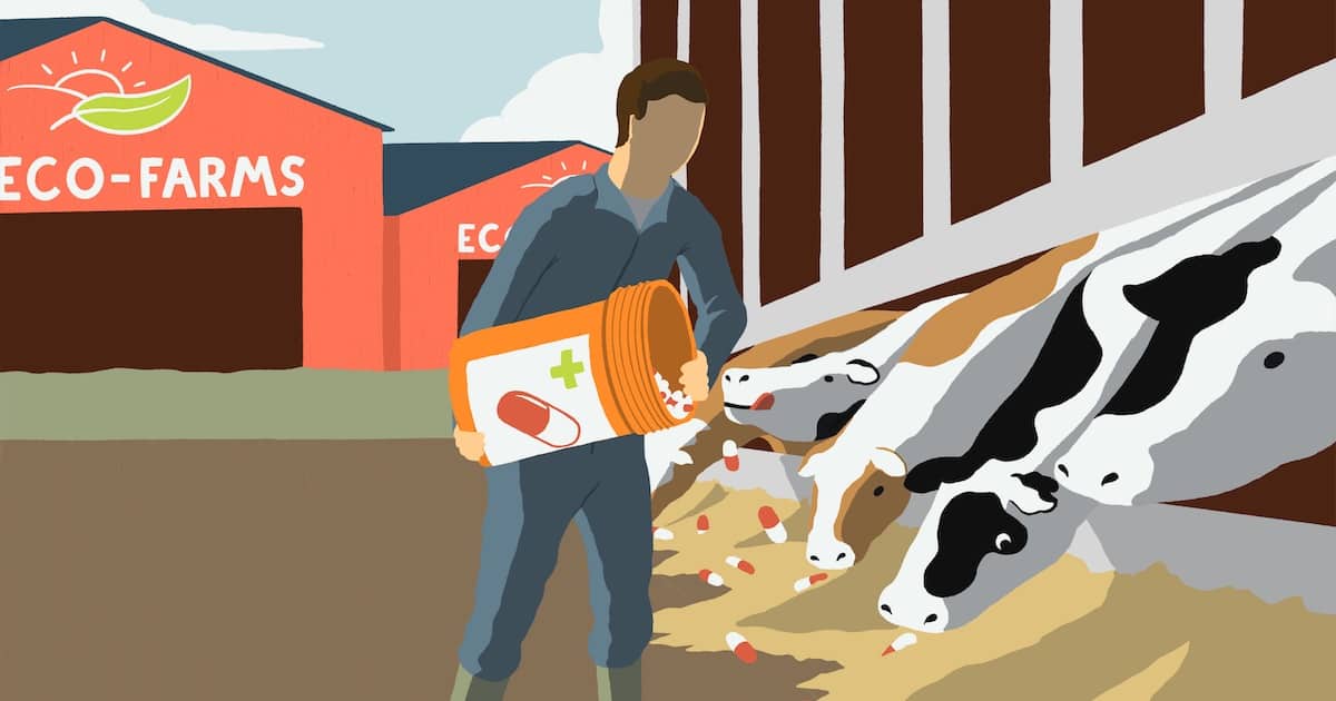 Illustration of a worker feeding cows with pills in an eco-farm