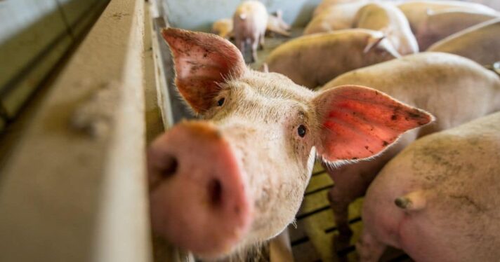 image of pig on factory farm, what is the animal welfare act