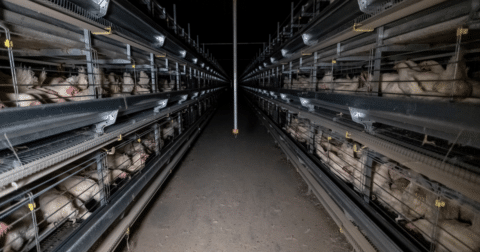 Inside a CAFO with chickens crammed together