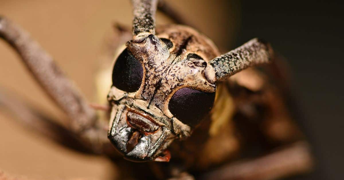 close-up of insect with compound eyes, definition of sentience
