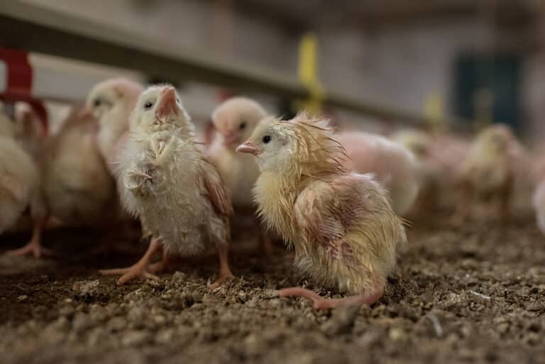 How Are Chicken Nuggets Made and What Is Bad About Them?