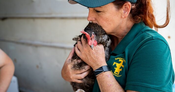 Noelle Paulsen, a volunteer with Solano Community Animal Response Team, kisses a rescued chicken from the Caldor Fire.