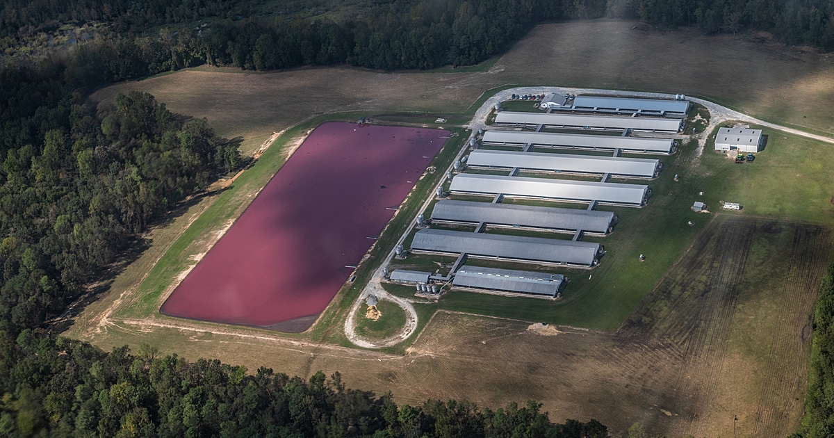CAFOs (Concentrated Animal Feeding Operations): Why Are They Bad?