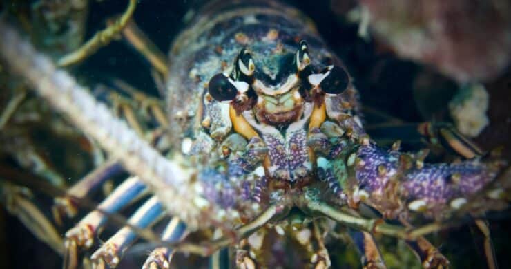 Do Lobsters Feel Pain When Boiled, And Why Do People Cook Them Alive?