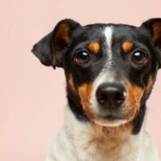 definition of sentient