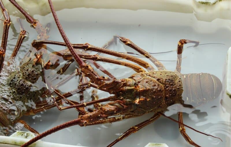 Do Lobsters Feel Pain When Boiled, and Why Do People Cook Them Alive?
