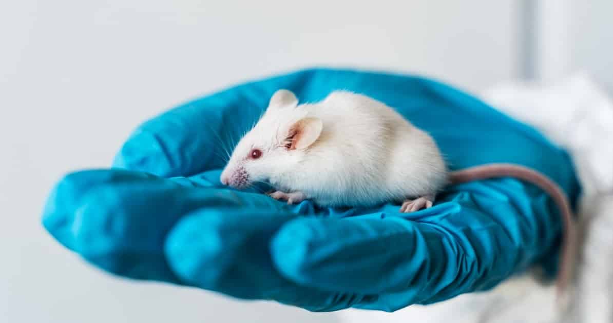 What Is Animal Testing? Is It Cruel and What Are the Alternatives?
