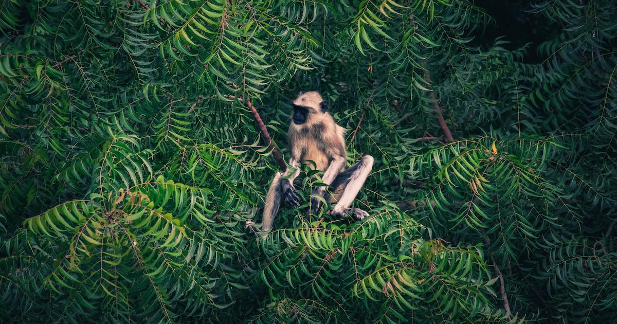 monkey in the trees