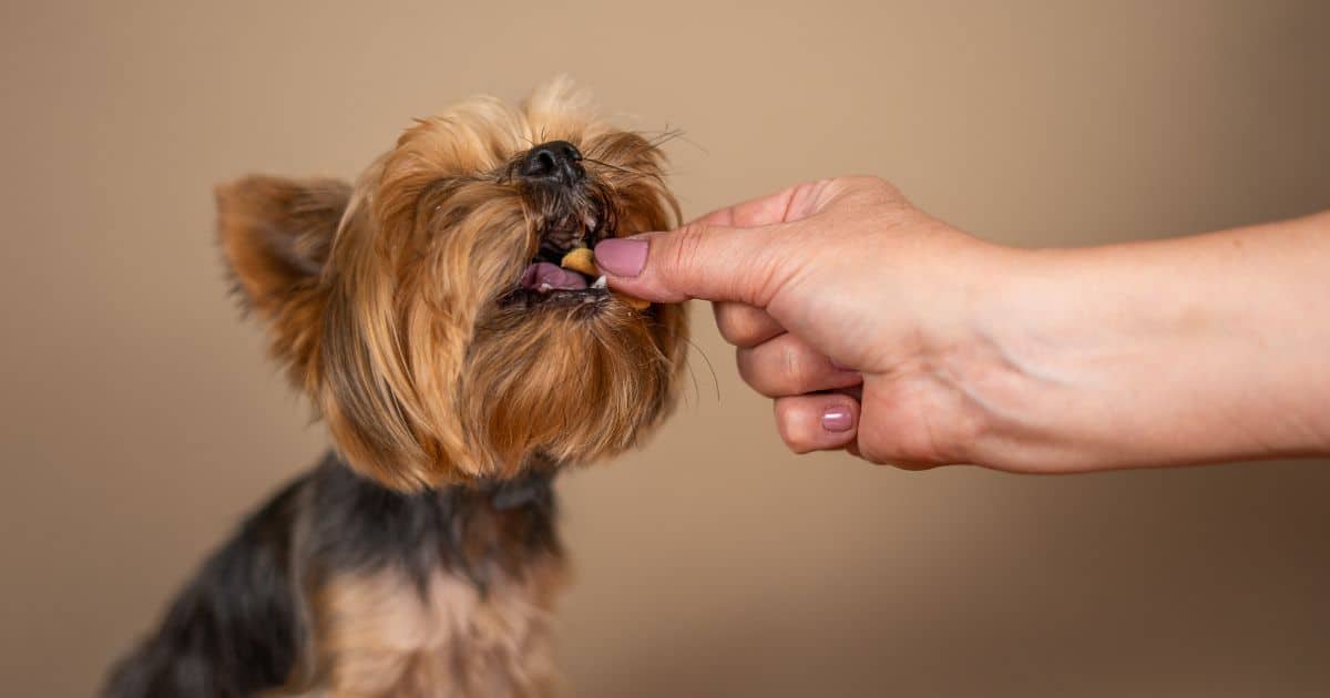 image of scottie dog taking a bite of food or treat from hand, pet food industry explainer
