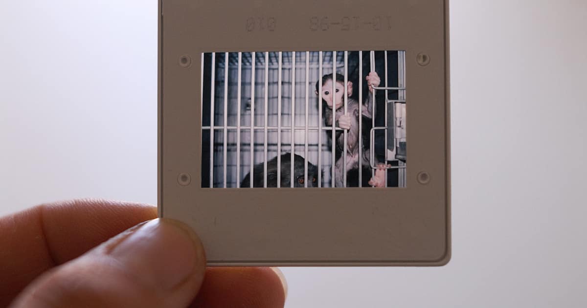 Photographs of animal use from the Coulston Foundation, a former animal testing laboratory.