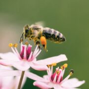 bee visiting flowers